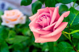 Wallpaper Hd Royalty Free Photos Rose Wallpaper Hd Games 1080p Wallpaper Download Hd For Pc And Download Beautiful Pink Roses Pink Roses Background Flowers