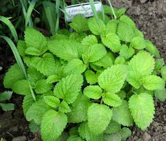 Once you have successfully harvested coriander from the plant, you will notice that it takes longer to dry, but it is easier to do. The Many Varieties Of Mint Insteading