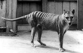 tasmanian tiger hayvanlar kopek kus