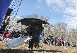 Bald eagle rescued by Illinois police returns to the wild