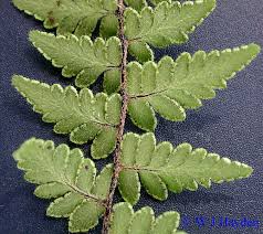 Image result for Cheilanthes involuta