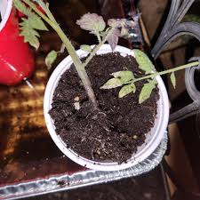 Image result for tomato seedling damping off
