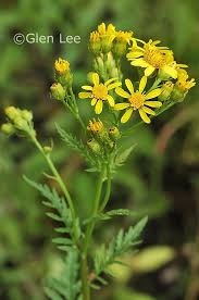 Image result for Senecio ruwenzoriensis