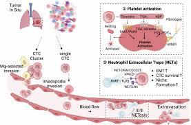 Circulating tumor cells: from new biological insights to clinical practice  | Signal Transduction and Targeted Therapy