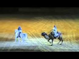 Or your boss can be like a camel. Dressage With A Difference Cats Camels Cows And More Video Dressage Videos Horses Horse Story