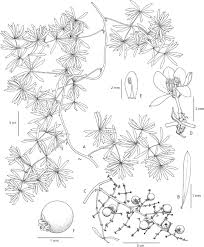 Image result for Asparagus radiatus