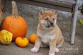 Mila Female Aca Shiba Inu Full Price 795 00 Deposit Shiba Inu Shiba Dog Adoption