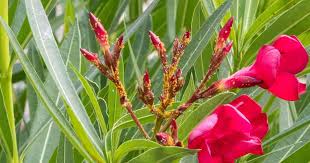 How toxic are the pods and fluff? Oleander Aphids What Are They And How To Get Rid Of Them