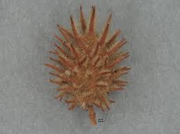 Image result for Triumfetta pentandra