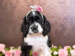 Search for dogs closest to your area by changing the search location. Cocker Spaniel Puppies Pet City Pet Shops