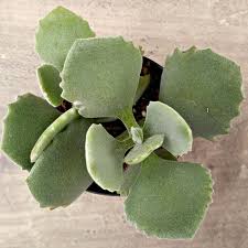 Kalanchoe Millotii Ornamental Succulent From Madagascar
