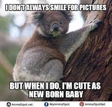 Koala Meme Funny Koala Koala Meme Funny Animal Memes