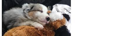 Snuggle puppy heat pack uk. Smartpetlove Heat Packs For Pets 6 Pack Amazon Co Uk Pet Supplies