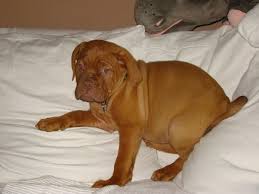 Bordeauxdoggen, dogue de bordeaux, zucht, züchter, rassestandard, welpen, wissenswertes, polaroid show, galerie, hundegeschichten, hundesprüche, molosser Bordeaux Dogge Welpe Hundemagazin Net