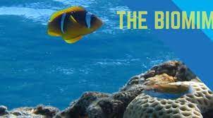 Biomimicry Manual How Does Nature Make Saltwater Drinkable