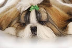 Maybe you would like to learn more about one of these? What You Need To Know About The Shih Tzu Chihuahua Mix K9 Web