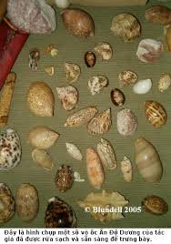 Kết quả hình ảnh cho ốc biển