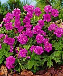 Geranium Vivace Birch Double Hardy Geranium Hardy Perennials Flowers Perennials