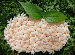 Image result for Trisetopsis milanjianum