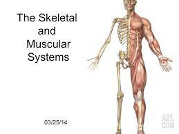 Bones don't work alone — they need help from the muscles and joints. Skeletal And Muscular System