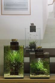 Fluval Chi 19 And 25 Litre Fish Tank Design Aquarium Design Aquarium