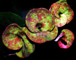 Image result for Cephalocroton mollis