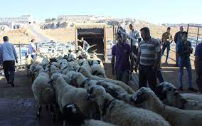 Anacak kurbanlık alımlarında yapılacak pazarlıklara anadolu'nun hemen hemen her yerinden canlı hayvan geleceğini dile getiren yücesan, bu konuda özellikle şanlıurfa, diyarbakır, gaziantep, tokat. Fiyatlar El Yakiyor Gaziantep Pusula Gazetesi