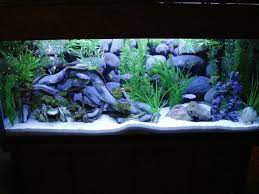 Pin On Aquarium Things