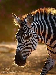 Zebra Assaf Cohen Nikon D7200 Animals Photo Nature Animals Animal Photo Wild Animals Photography