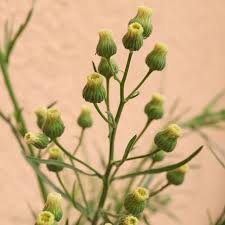 Image result for Erigeron bonariensis