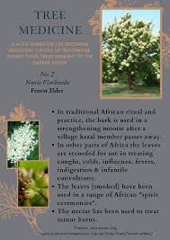 Image result for Nuxia floribunda