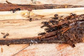 Carpenter ants are a major type of pest, and one that you should not take lightly if you suspect that there's an infestation. How To Get Rid Of Carpenter Ants What You Need To Know