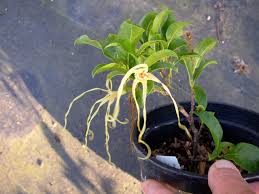 Image result for Strophanthus nicholsonii