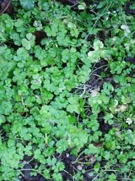 Lawn weed with yellow flowers mycoffeepot org. Outwit Those Weeds Otago Daily Times Online News
