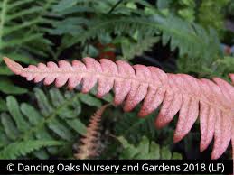 Image result for Blechnum