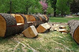 Log Bench Stock Photo Image 816330 Log Bench Log Furniture Diy Wood Bench