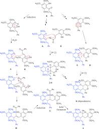 Image result for Uvaria welwitschii