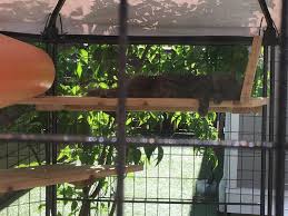The kittywalk systems enclosures are very popular. How To Build A Catio This Summer Bc Spca