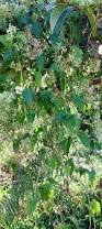 Image result for Mikania cordata