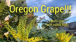 They're very tart, somewhat like currant. Mahonia Oregon Grape Easy To Grow Edible Plant Has Many Uses Youtube