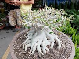 アデニウムの育て方 植え替え 水やり 病気は 観葉植物ペディア