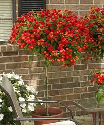 Live Red Bandana Lantana Tree Lantana Tree Patio Trees Porch Plants
