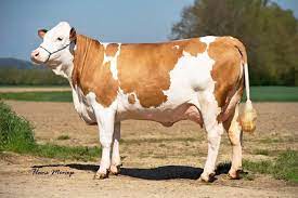 Simmental Cattle Livestock Animals