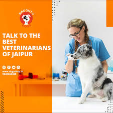 Justanswer.com has been visited by 100k+ users in the past month Veterinary Doctor Near Me Veterinary Hospital Near Me Naughty Dogs
