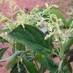 Image result for Hoslundia