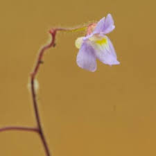 Image result for Genlisea margaretae