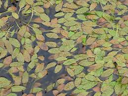 Image result for Potamogeton richardii