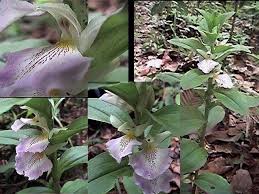 Image result for Brachycorythis ovata