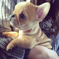 I always made sure they had the greatest care. 22 Times French Bulldog Puppies Were Just The Cutest Society19