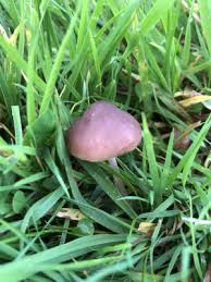 The various intensities and extraction values can differ from mushroom to mushroom. Panaeolina Foenisecii Species Dictionary Uk And Ireland Ispot